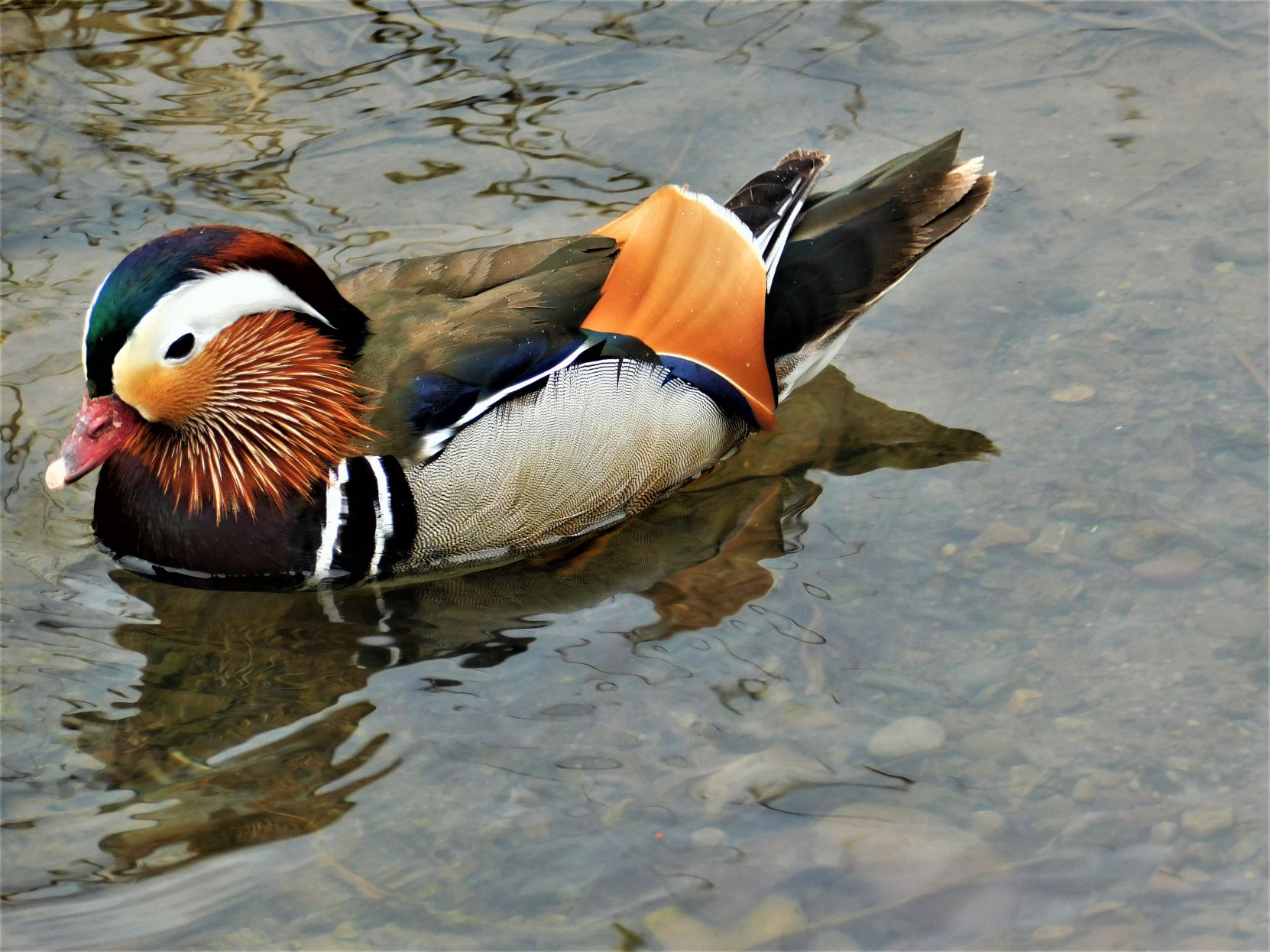 Wood Duck